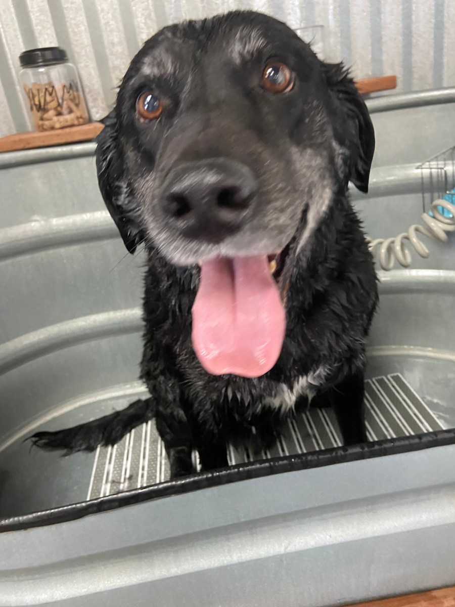 It’s okay to be&nbsp;Husky